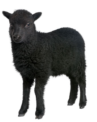 remedies for sheep and goats