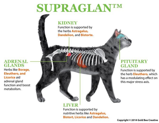 Supraglan Cat Hyperadrenocorticism Cushings Disease