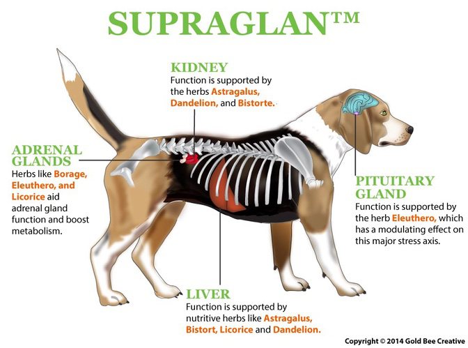 Supraglan for dogs