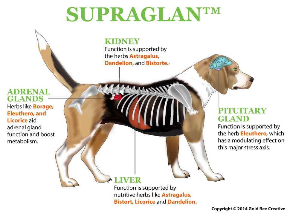 symptoms of adrenal gland in dogs