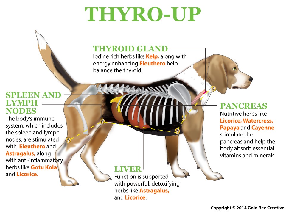 NHV Thyro-Up for Dogs