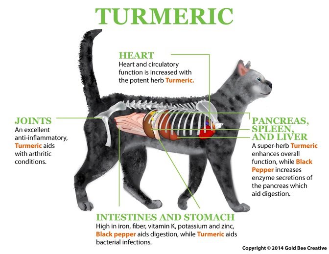 Cúrcuma para gatos