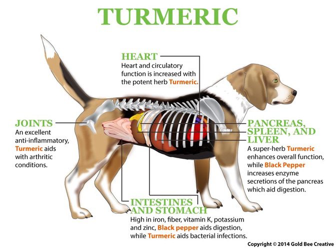 Kurkuma für Hunde