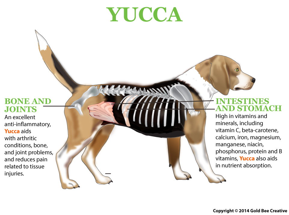 Yucca for Pets | Pet Appetite Stimulant