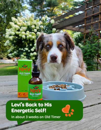 Old Timer for dogs