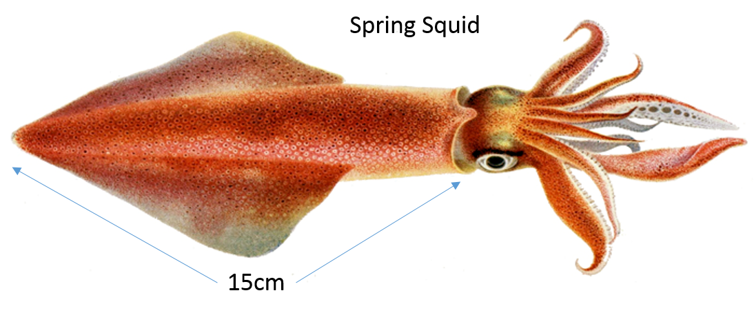 Squid Fishing - Lure Geek