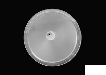 Plastic Hydraulic Oil Funnel Z-S0416 RC4WD 4200XL 360L DXR2 870K