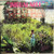 Tania (13) - "Inigualable" (LP, Album)