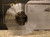 Minus The Bear - Lost Loves - Dangerbird Records - DGB111V - LP, Comp, Ltd, Cle 1819463983