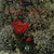 Eagles - Eagles (LP, Album, RE, SP )_2769215878