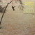 Garrick Ohlsson Plays Chopin* - The Four Scherzos / Fantasia In F Minor Op. 49 (LP)_2250426769