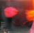 Bob Seger And The Silver Bullet Band - Live Bullet (2xLP, Album, RE, RP, LA )