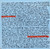 The Fatima Mansions - Viva Dead Ponies (CD, Album)