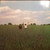 Crosby & Nash - The Best Of David Crosby And Graham Nash (LP, Comp)