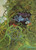 Yes - Fragile (LP, Album, MO-)_4152197595