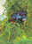 Yes - Fragile (LP, Album, RI )_4248487239