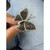 5th image of Crivelli 047636 Ring with Diamonds, Unworn condition