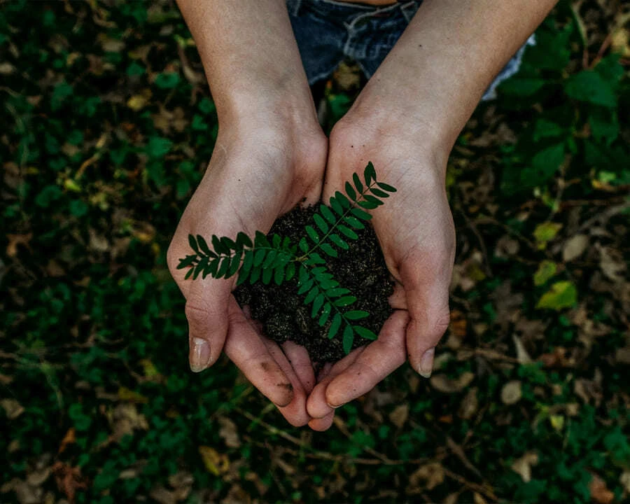Close-up of a hand holding soil and a plant