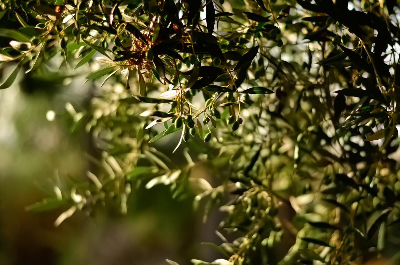 Olive tree branches with sun