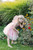 Butterfly Bliss Dress in Peach Size 3-4