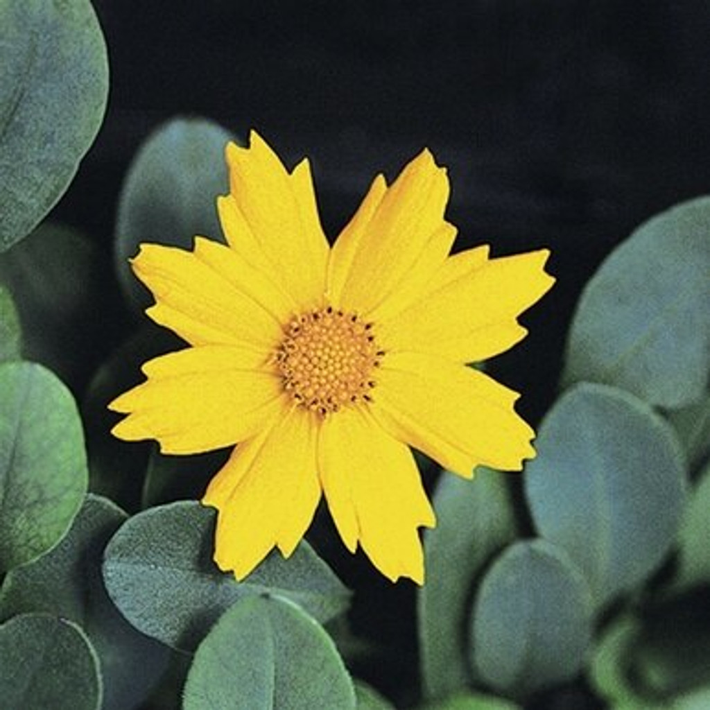 GREEN ANATOMY - Coreopsis 'Nana' (Mouse-eared Tickseed)