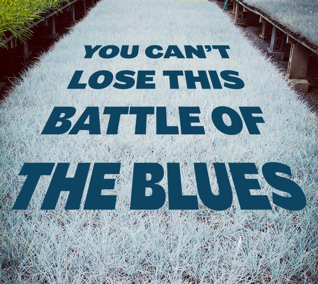You Can't Lose This Battle of the Blues (Festuca)