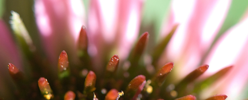 CRITTERS IN THE GARDEN! Reality, Botany and Mythology (Echinacea)