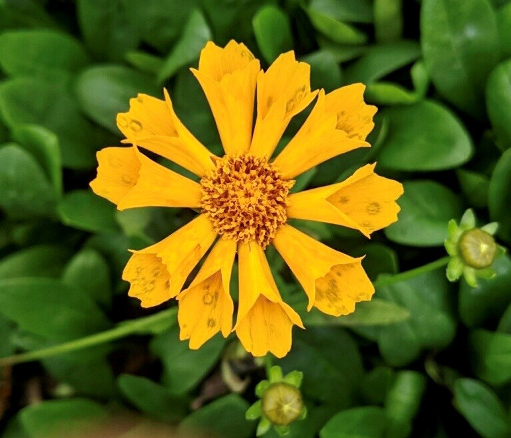 THE END TO BORDER WARS: Part II (Coreopsis)