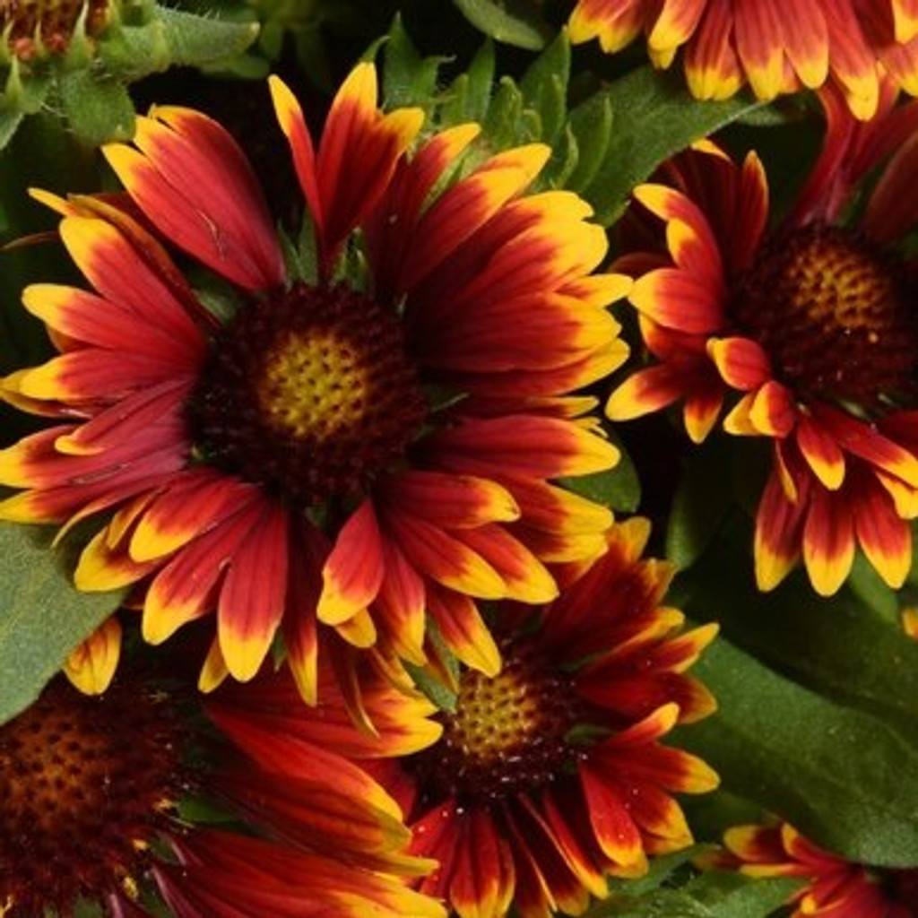“Why do you think I have this outrageous accent?” (Gaillardia)