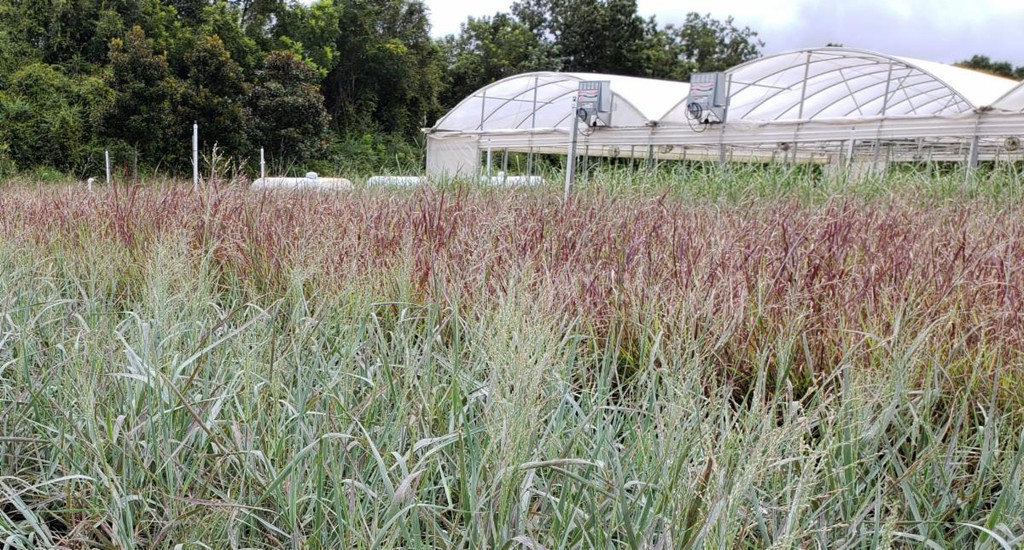 A Bread-&-Butter Garden Gem (Panicum)