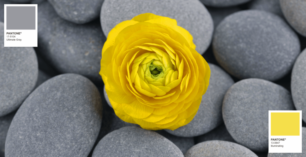 There’s nothing shy about these wallflowers! ERYSIMUM Glow™ series