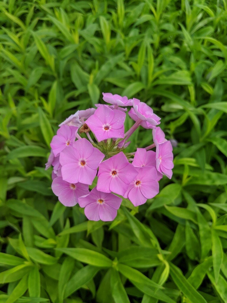A Real Soap Opry (Phlox Fashionably Early series)