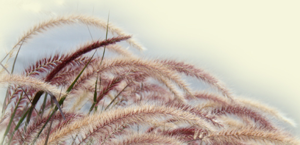 Where Does It All Go? Oh, yeah... Everywhere! (Pennisetum a. Rubrum)