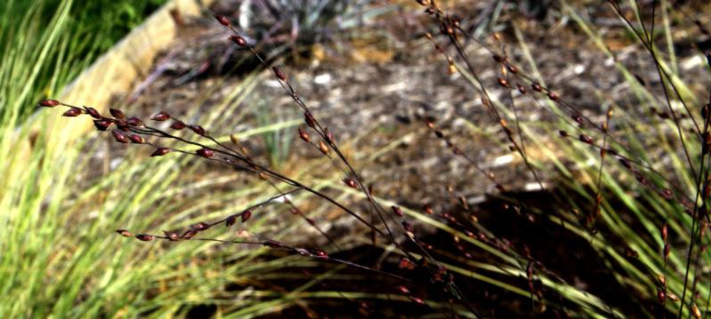 A Bread-&-Butter Garden Gem Panicum (Switch grass)