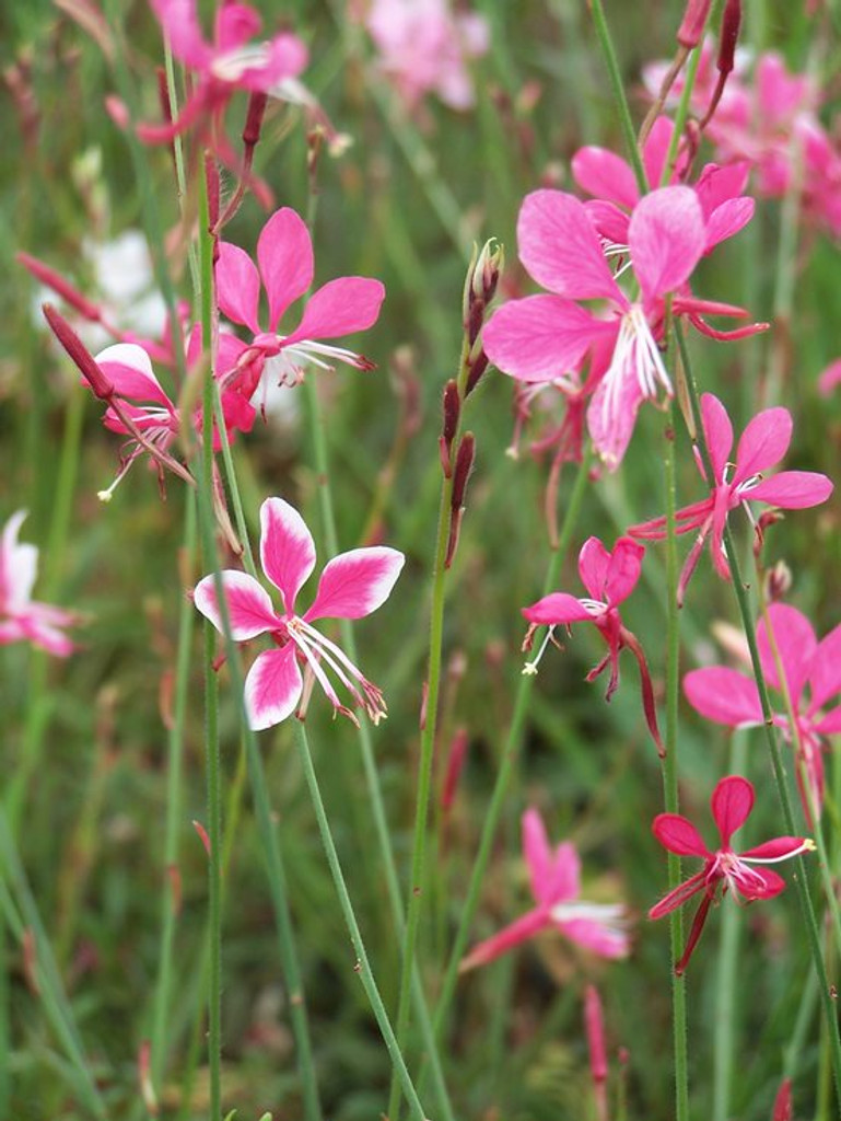 The Lovely Wand Flower: Garden Magic! (Gaura lindheimeri)