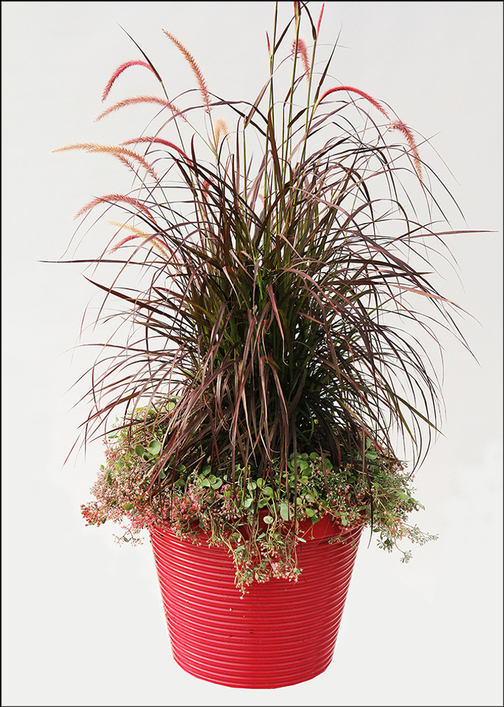 5 Considerations for Using Grasses in Combinations