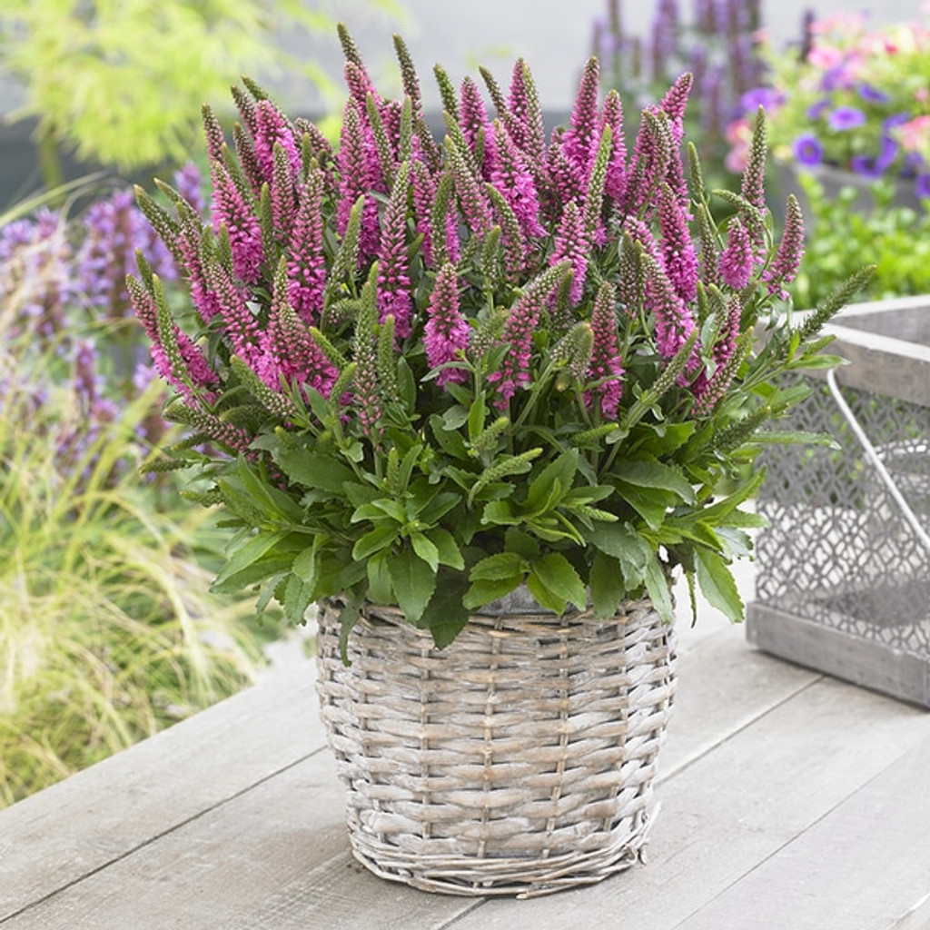 POP THIS BUBBLE IN YOUR GARDEN