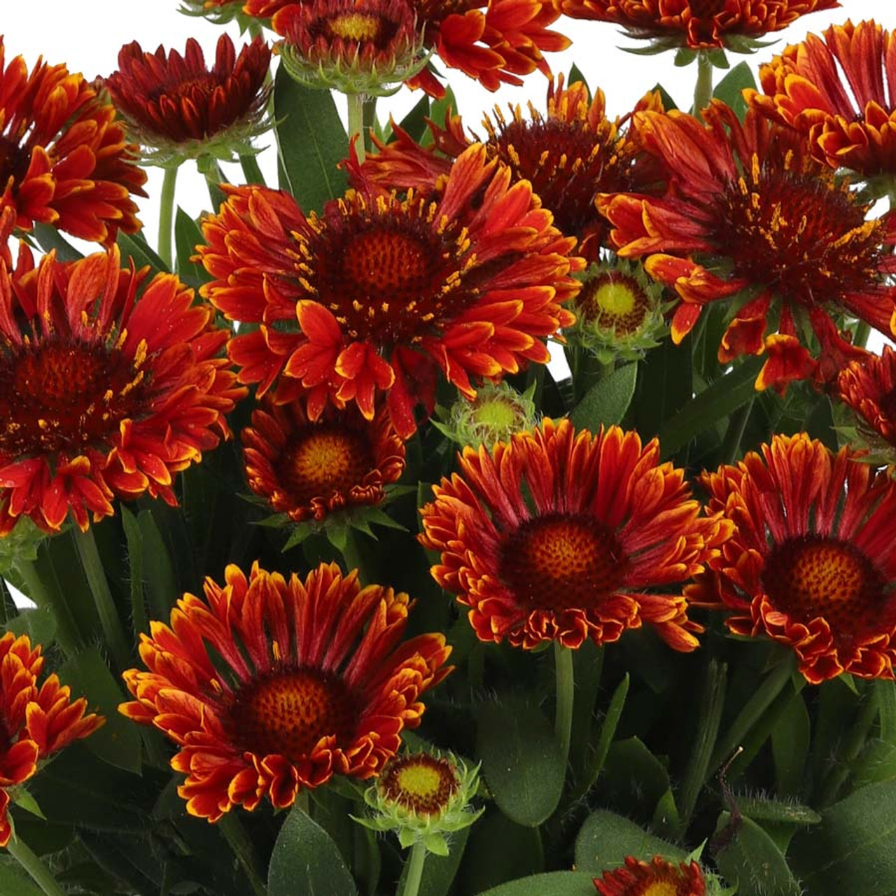 Gaillardia Spintop Mariachi Red Sky liners from Emerald Coast Growers