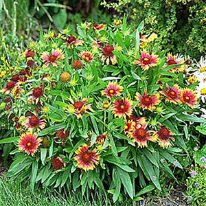Gaillardia SpinTop Orange Halo liners from Emerald Coast Growers