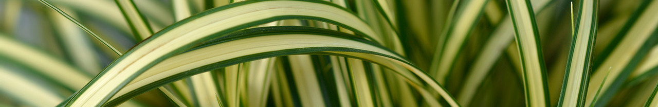 Sedges