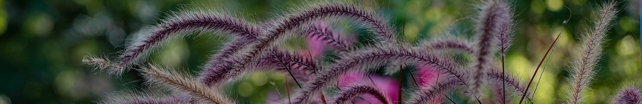 Ornamental Grasses