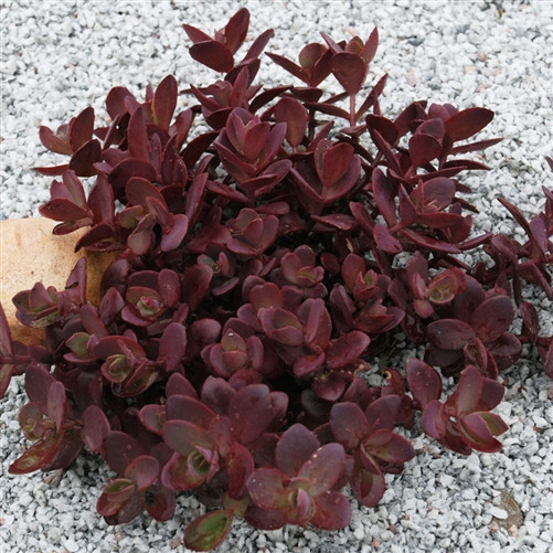 Sedum Sunsparkler Cherry Tart liners from Emerald Coast Growers