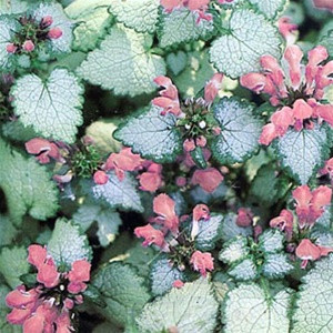 Lamium Beacon Silver liners from Emerald Coast Growers