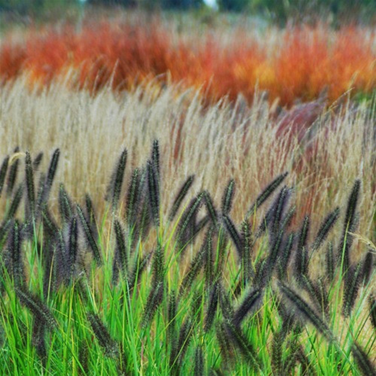 Pennisetum liners from Coast Growers