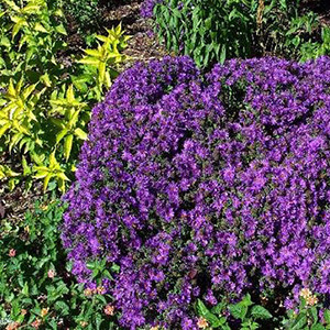 Aster Purple Dome liners from Emerald Coast Growers