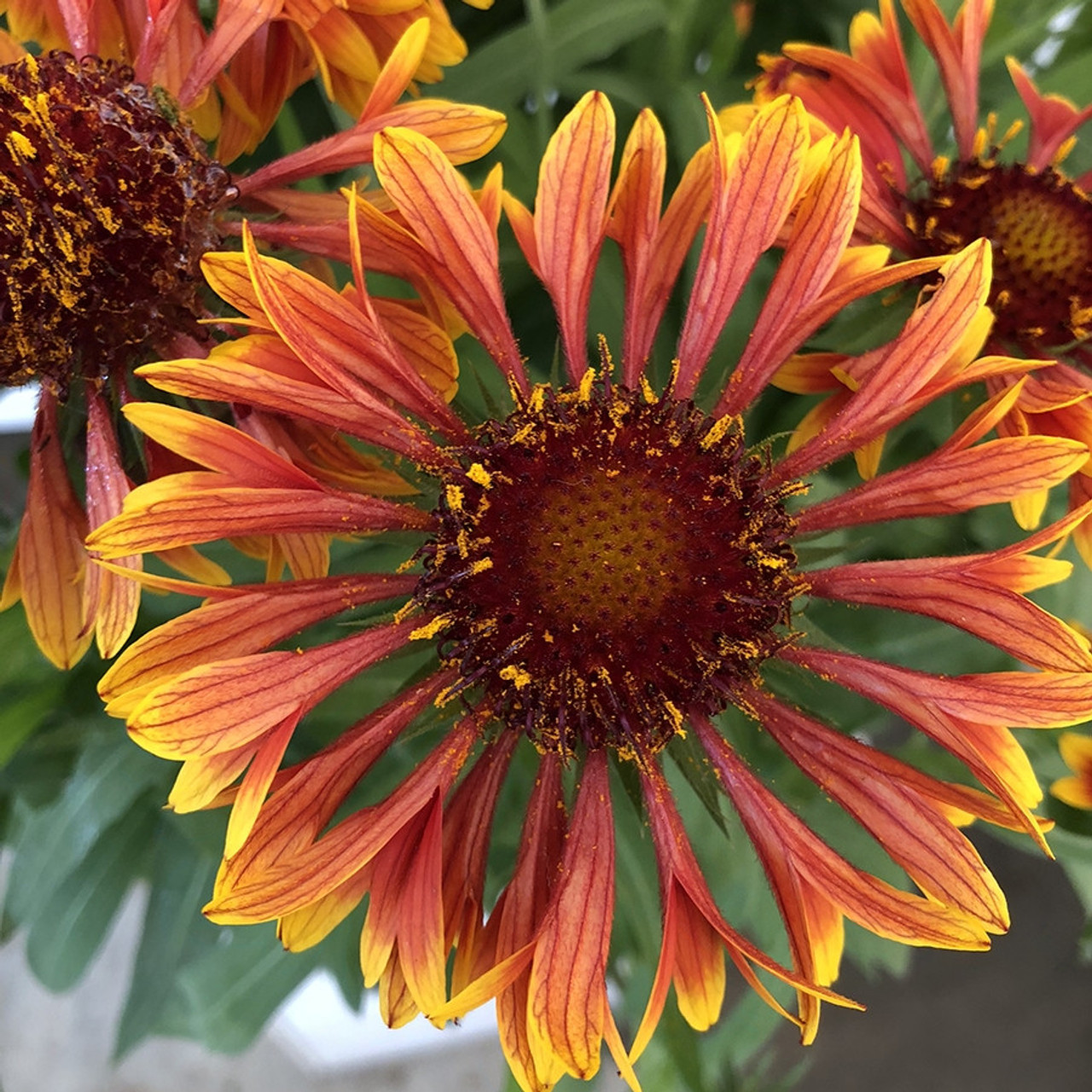 Spintop copper 2025 sun blanket flower