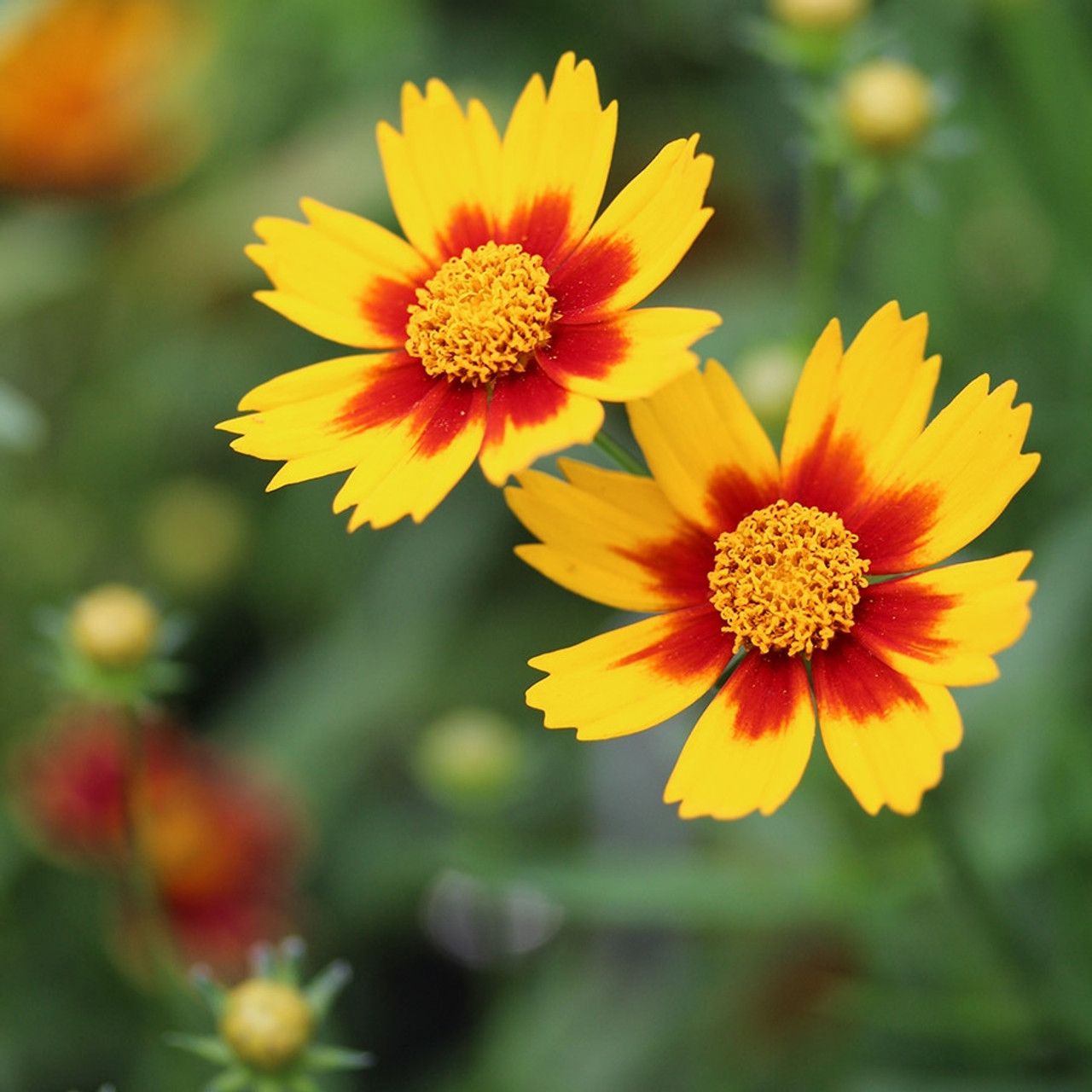 Coreopsis Little Bang Daybreak liners from Emerald Coast Growers