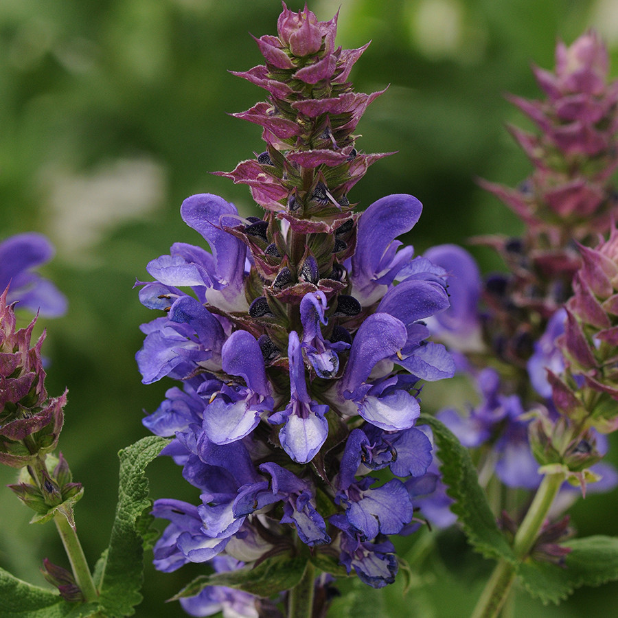 Salvia Blue Marvel liners from Emerald Coast Growers