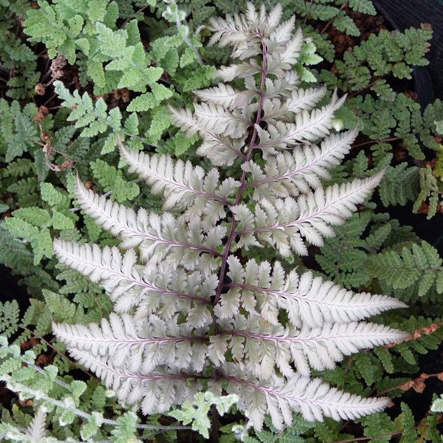 Athyrium Metallicum (Japanese Painted Fern) liners from Emerald