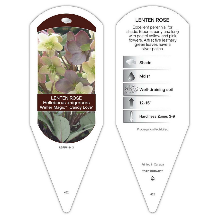 Helleborus Winter Magic Candy Love sturdy plant id tag with